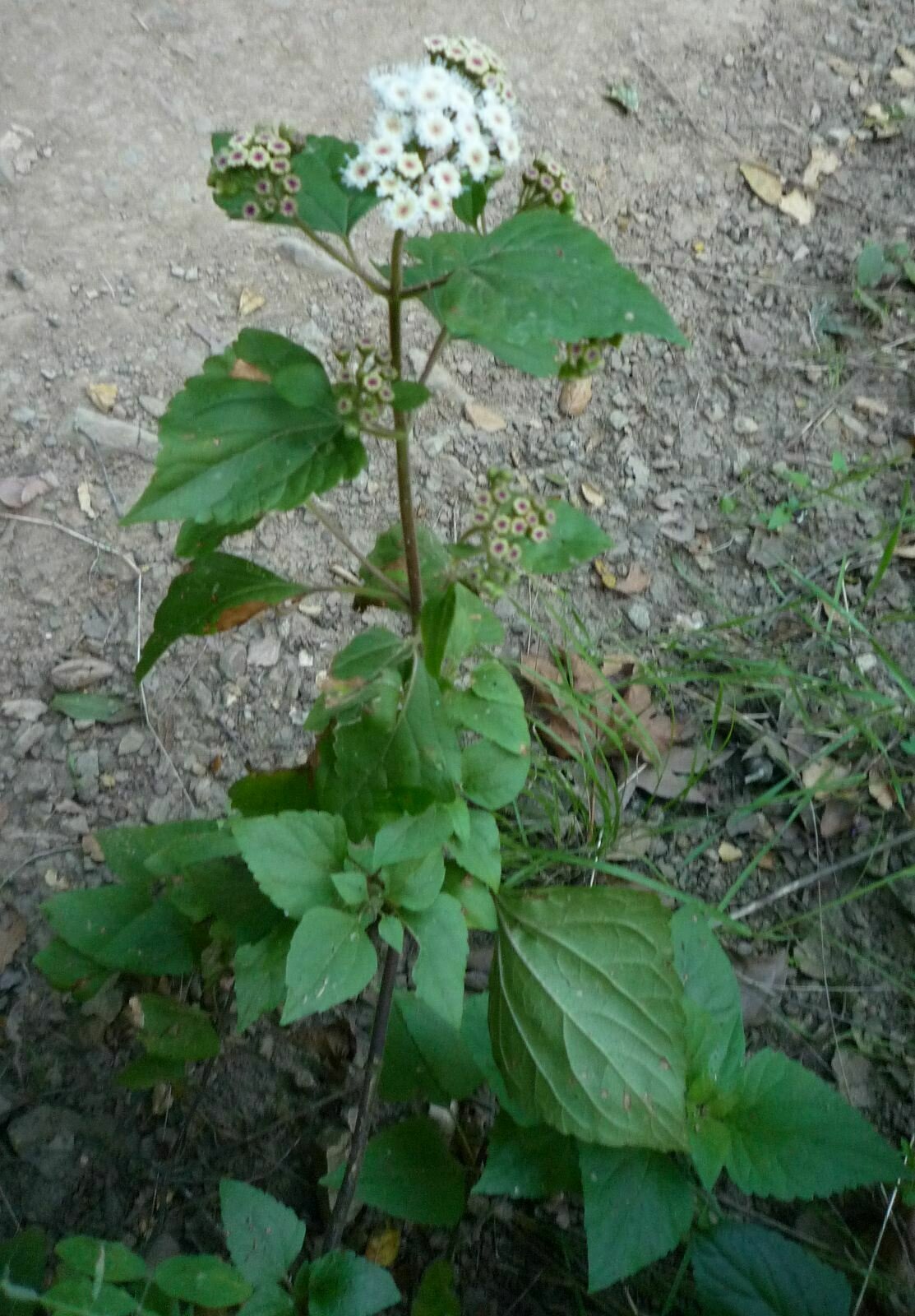 High Resolution Ageratina adenophora Plant